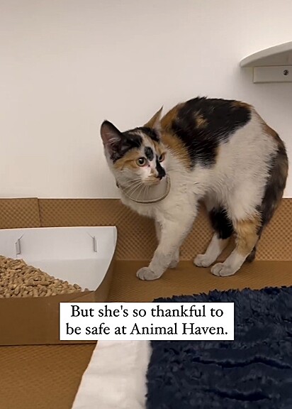 A felina está sob os cuidados da ONH Animal Haven.