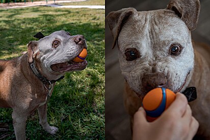 Brincar com a bolinha era um dos passatempos favoritos do cão.