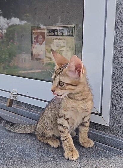 Quando foi encontrada, a filhotinha estava muito fraca e desidratada.