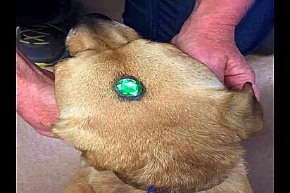 Funcionários ficam confusos quando dois cães chegam em abrigo com algo brilhante na testa.