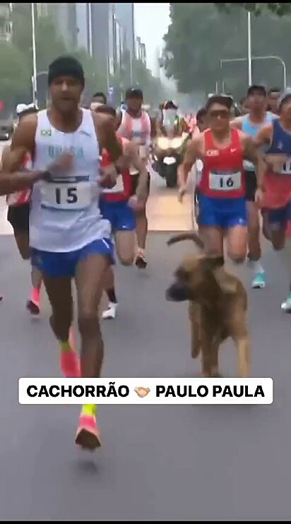 O cão acompanha Paulo.