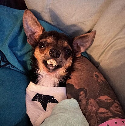 O cachorro com dentinhos de vampiro encontrou uma família que o ama do jeito que ele é.