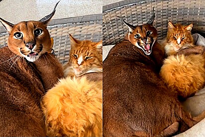 Caracal faz incrível amizade com gato doméstico e não deixa ninguém chegar perto.