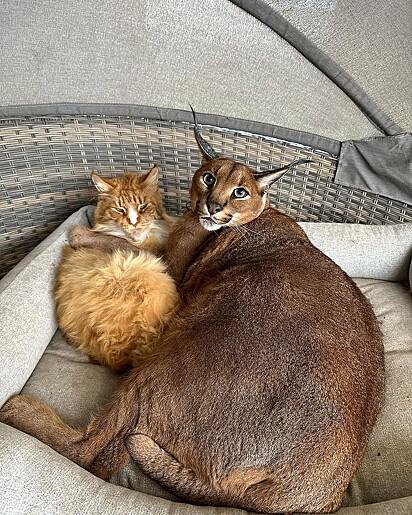 Puma ao lado do seu amigo felino.