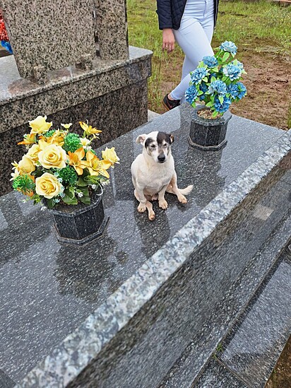 Branco frequentemente vai ao cemitério visitar o túmulo do falecido dono.
