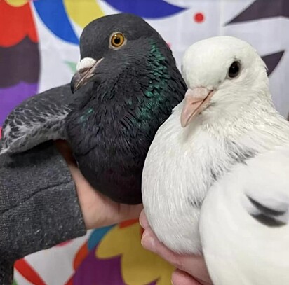 Pombos são conhecidos por viverem para sempre juntos. 