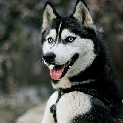 Cão da raça husky siberiano.