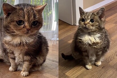 Característica incomum de gato surpreendeu família. 