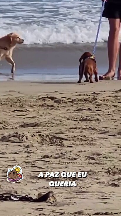 Outros cães caminhando à beira mar.