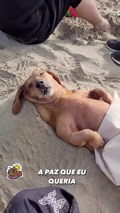 O cão está deitado na areia.