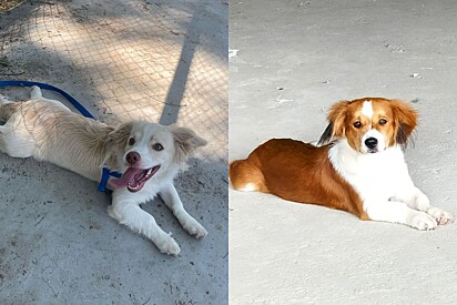 Os filhotes Theo (esquerda) e Scooby (direita), ambos com cinco meses.