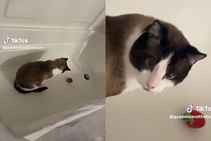 Gato é flagrado dentro de banheira protegendo brinquedo de pelúcia. 