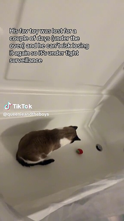 Felino aparece dentro da banheira com seu brinquedo favorito. 