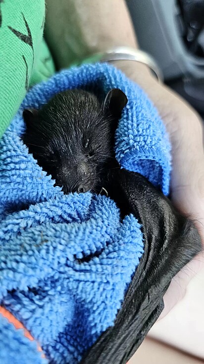 O morcego estava separado da sua mãe e foi resgatado pelo Townsville Bat Rescue.