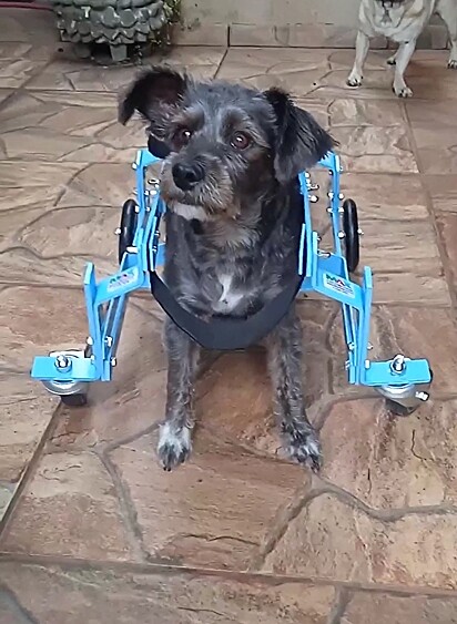 Pelézinho com a sua nova cadeira de rodas.