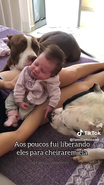 Com o tempo, mulher foi permitindo maior aproximação dos cães com a bebê. 