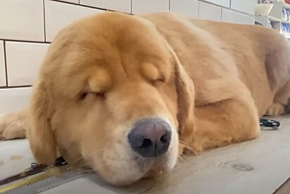 O cachorro acabou adormecendo no final da tosa. 