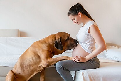 Descubra se os cães podem sentir quando uma mulher está grávida. 