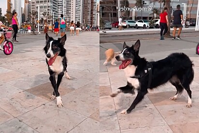 Cão da raça border collie desfila em calçadão do Rio de Janeiro ao som da música Garota de Ipanema.