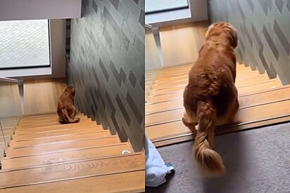 Cachorro que não pode subir as escadas encontra método genial para subir.