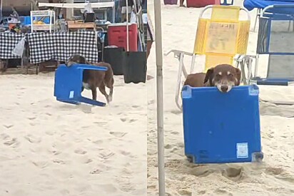 O cão roubou a cena ao ajudar a atender banhistas na praia.