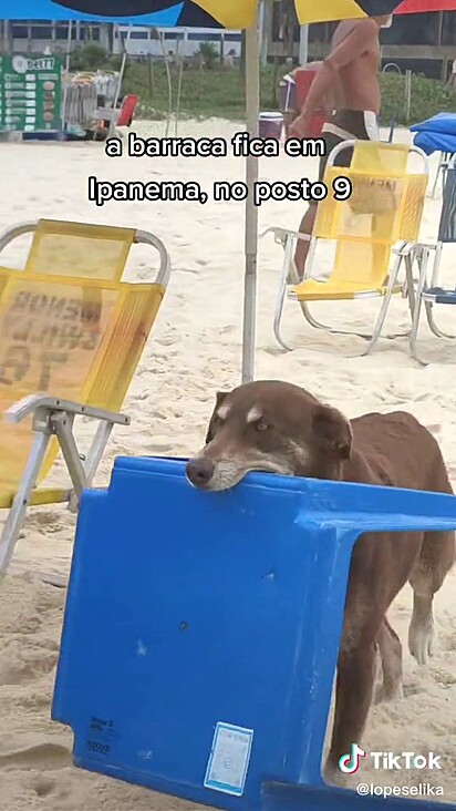 O cão conhece a região da praia e entrega as mesas para os banhistas.