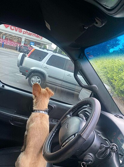 O cão dentro de um carro em um estacionamento.