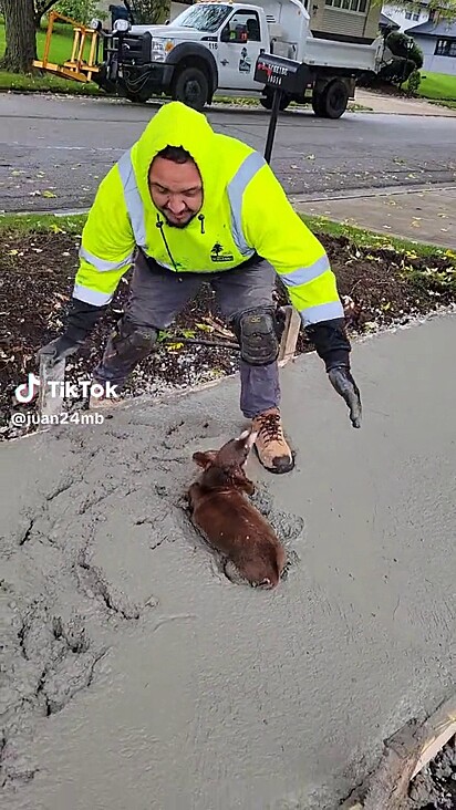 Homem tenta tirar cachorro do cimento fresco. 