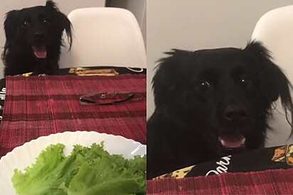 Cão observa tutora comendo alface e pede um pedacinho.