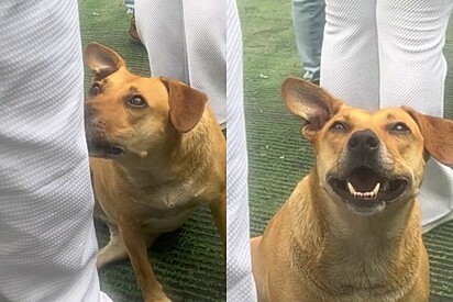 A cachorrinha caramelo é conhecida na quadra de samba da Unidos da Vila Maria, em São Paulo.