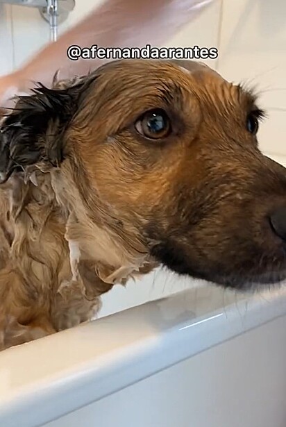 O cão deve tomar banhos regulares, mas não frequentes, dependendo da raça e da pelagem.