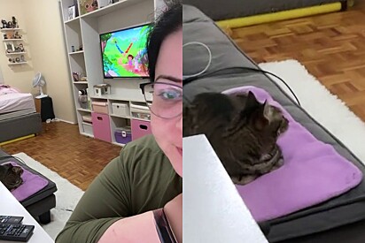 Mulher mostra o que precisa fazer para convencer gata deixá-la trabalhar. 
