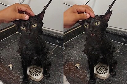 Gato toma banho em pet shop e fala para funcionárias o que achou da experiência