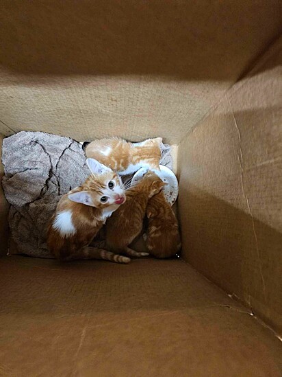 Os gatinhos dentro da caixa miando por comida.