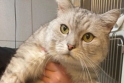 Gato lindo é deixado em abrigo de animais - mas detalhe deixa voluntários desconfiados.