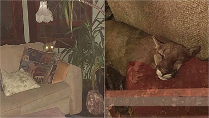 Puma invade casa de mulher e dorme em no sofá por longas horas.