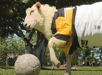 Rebeca, a ovelha que sabe jogar futebol.