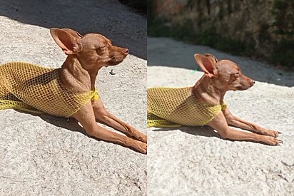 Lalinha tomando banho de sol.