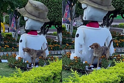 Cachorro vira-lata caramelo é visto redecorando decoração pública.