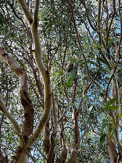 A mãe coala e seu filhote rapidamente subiram nas copas das árvores.