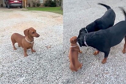 Duas rottweilers ficam cara a cara com cachorrinha dachshund - e eis que isso acontece.