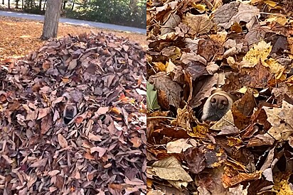 Stella camuflada na pilha de folhas de secas de outono.
