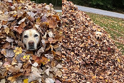 Conheça Stella, uma labradora completamente apaixonada por montanhas de folhas.