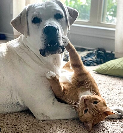 Cães e gatos podem viver em harmonia.