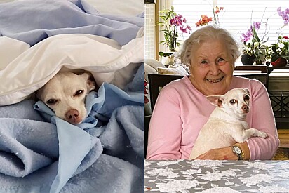 Cão idoso é adotado por mulher de 100 anos.