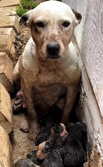 A cadela estava com nove filhotes. Eles foram encontrados sujos de lama.