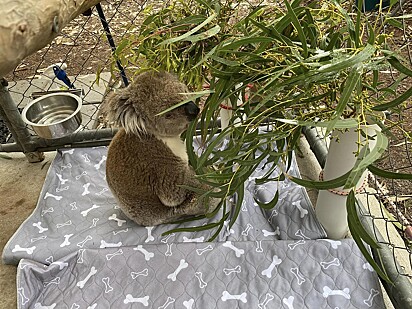 Um dos coalas resgatados pela equipe.