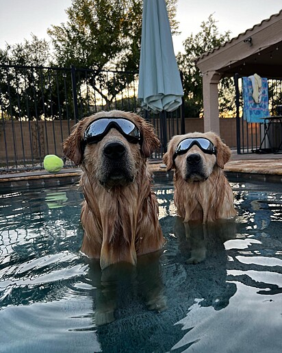 Os golden retrievers Tub e Blue na piscina.