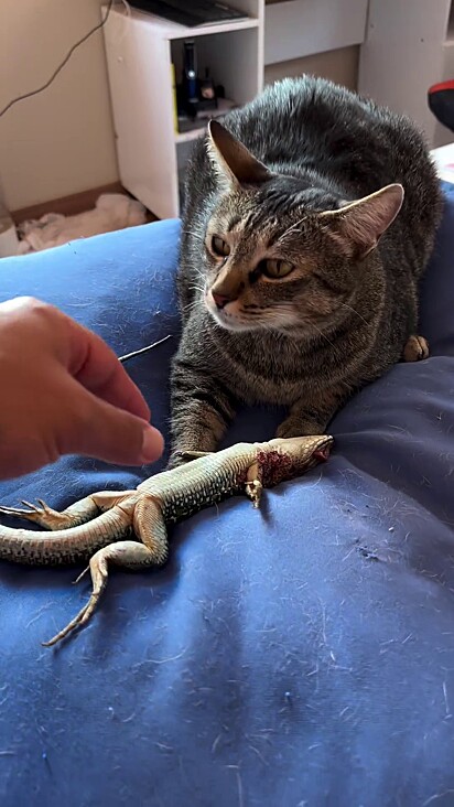 Gata foi encontrada deitada na cama com o lagarto.
