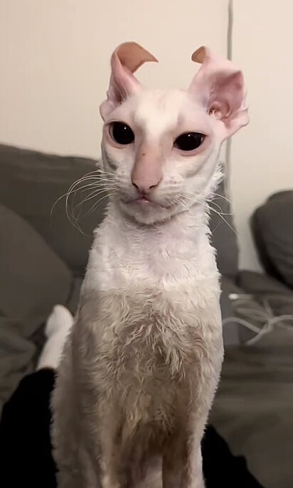 Sirius, o gato alienígena.